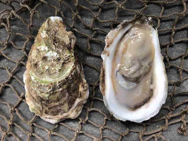 Canadian Choice Oyster - 25 count